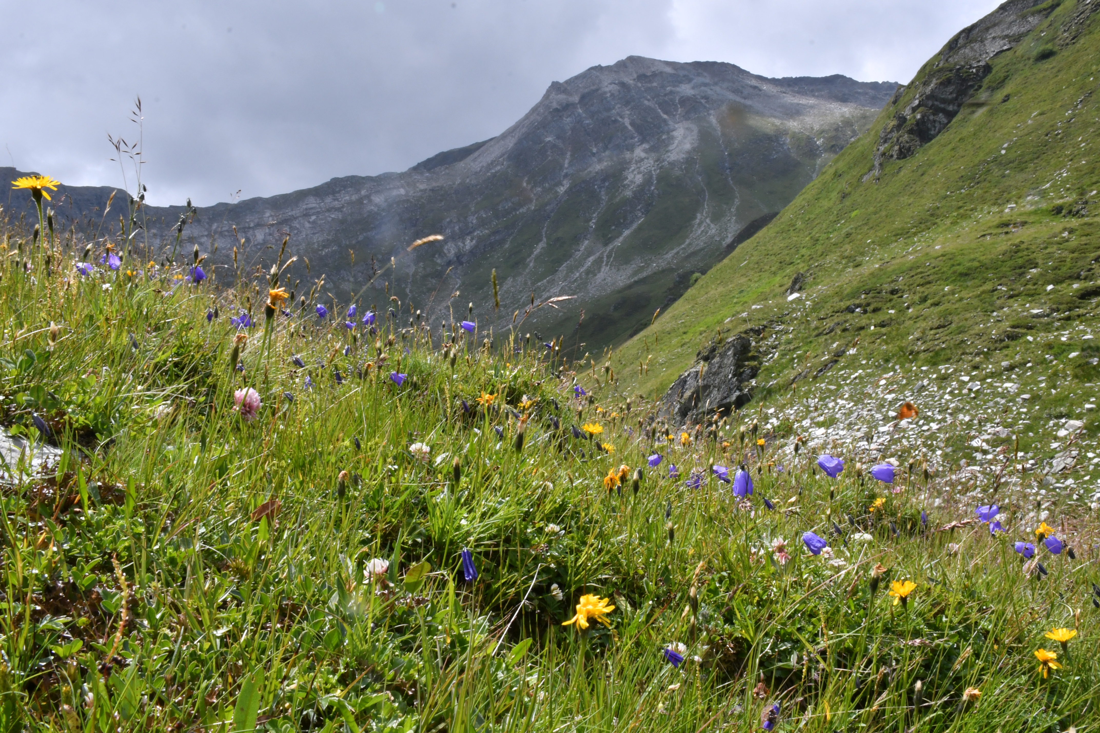 alpine-excursion