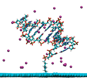 DNA adsorbovaná na grafenovém povrchu
